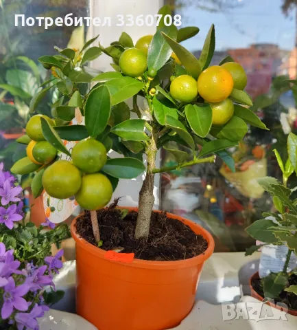 Доставка на цветя в София – florans.eu 🌸🚚, снимка 12 - Стайни растения - 49546698