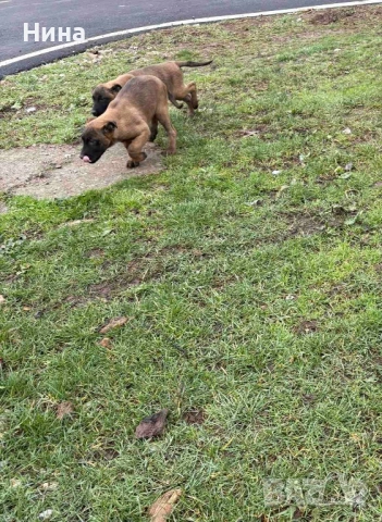 Белгийска овчарка, снимка 3 - Белгийска овчарка - 53011943