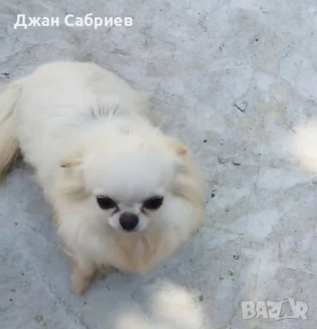 чихуахуа момиче 