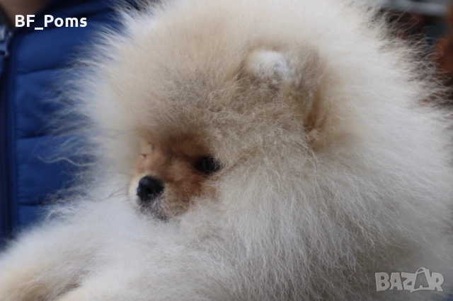 Страхотно момченце померан с родословие FCI, снимка 15 - Померан - 52918943
