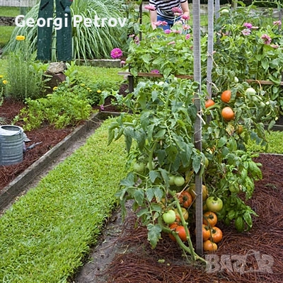 Био Тор за зеленчуци и овощни дръвчета (50л-12лв). Биотор от Калифорнийски червеи за вашата градина, снимка 2 - Тор и почвени смеси - 52102244