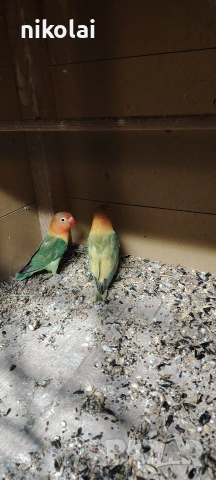 Три двойки Неразделки , снимка 7 - Папагали - 53590569