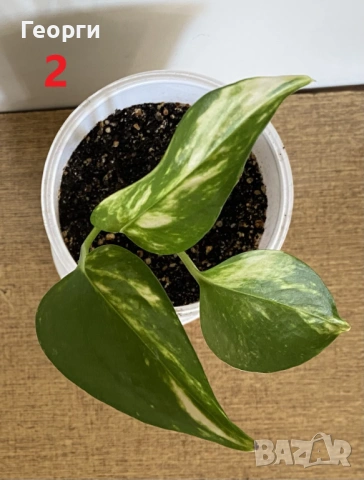 Продавам Сциндапсус – красива падаща зеленина, снимка 9 - Стайни растения - 54138148