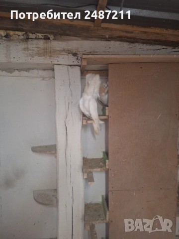 Яканли 17 бр., снимка 3 - Гълъби - 54013085