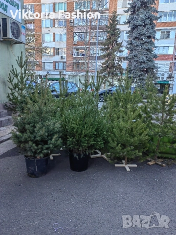 коледна елха, снимка 5 - Градински цветя и растения - 52796988