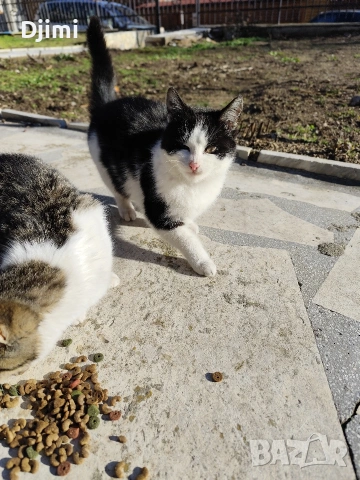 Подарявам две сладки котенца., снимка 2 - Други - 53088628