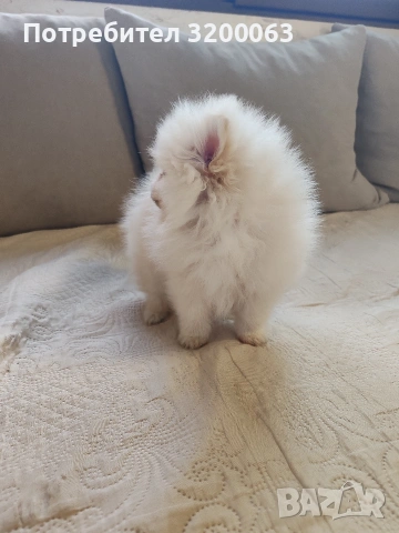 Померан мини мъжко , снимка 9 - Померан - 53986008
