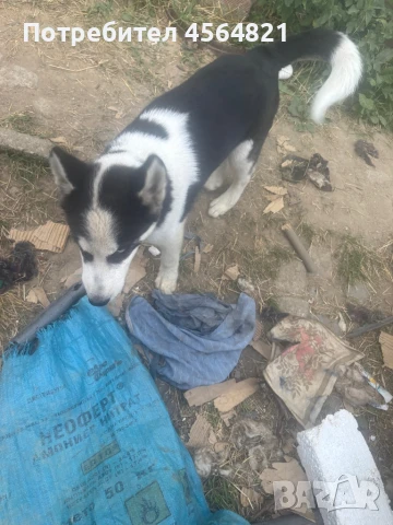 Сибирско хъски, снимка 1