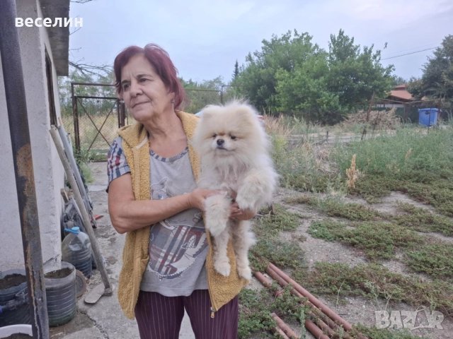 продавам померан, снимка 1