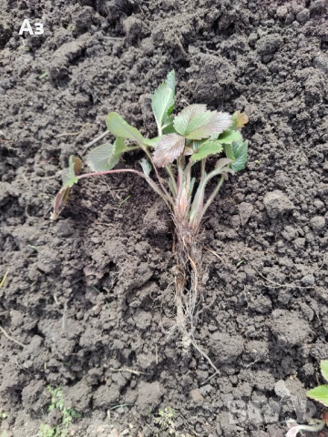 продавам разсад на български ягоди, снимка 6 - Разсади - 53803654