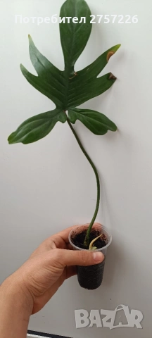 Philodendron Florida ghost, снимка 5 - Стайни растения - 54187744