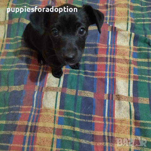 Подарявам кученца, разновидност на патърдейл (chatterdale), снимка 6 - Други - 53838730