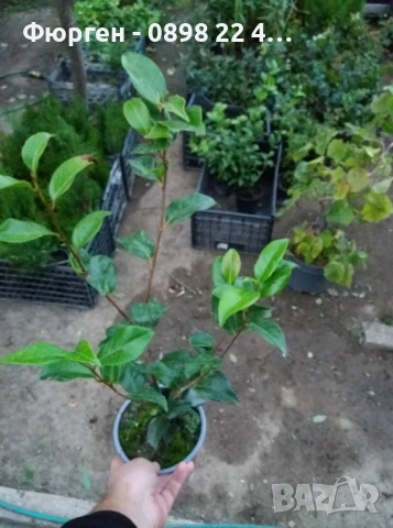 Камелия -Студоустойчива ,кичеста и вечнозелена , снимка 3 - Разсади - 49499360