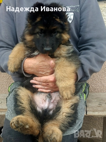 мама, тати и техните сладурчета, снимка 3 - Немска овчарка - 52587718