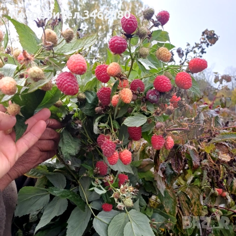 Разсад- малини, снимка 9 - Разсади - 53757063