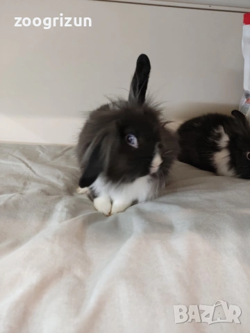 Мини зайчета различни породи  - мини рекс клепоухи и лъвска грива., снимка 7 - Декоративни зайчета - 53958138