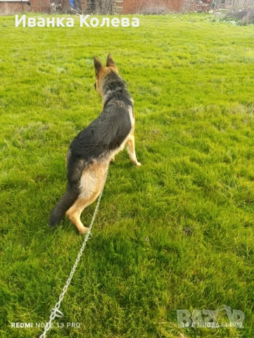 Продавам немец на 1 година , снимка 3 - Немска овчарка - 53511209