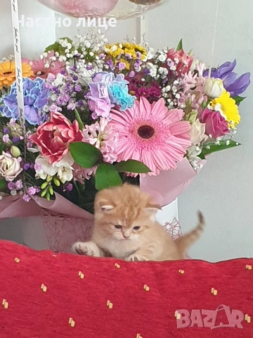 Шотландчета златна чинчила, снимка 12 - Чинчили - 53759249