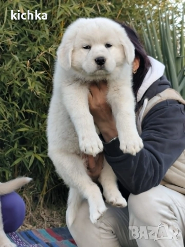 Кавказка овчарка, снимка 2 - Кавказка овчарка - 53840449