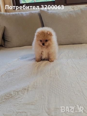 Померан женско мини размер , снимка 6 - Померан - 54113214
