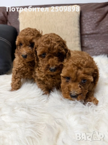 Пудел той , снимка 3 - Пудели - 53465548