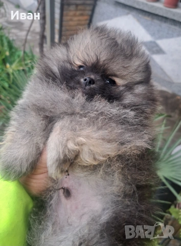 Померан, снимка 1 - Померан - 54050147