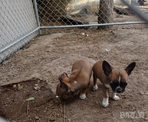 Чистокръвни мини чихуахуа , снимка 5 - Чихуахуа - 53921226