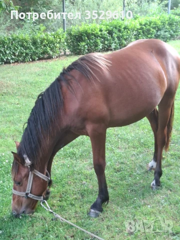 Кобила, снимка 1