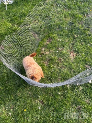 Той Пудел , снимка 5 - Пудели - 50623844