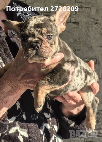 Френски булдог/French Bulldog , снимка 2 - Френски булдог - 52929981