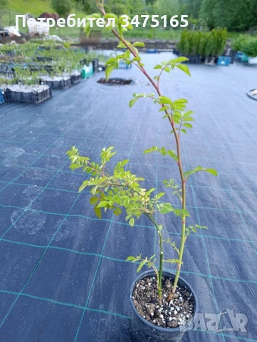 Катереща роза Моцарт, снимка 5 - Градински цветя и растения - 50541276