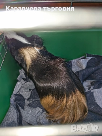 Морско свинче , снимка 3 - Морски свинчета - 51970137