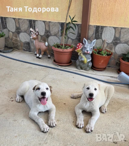Продавам малки кучета Алабай, снимка 1