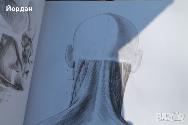 Учебник по рисуване ''Anatomy drwaing school'', снимка 4 - Специализирана литература - 45964234