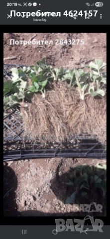 Продавам разсад ягоди, снимка 11 - Сортови семена и луковици - 54183157