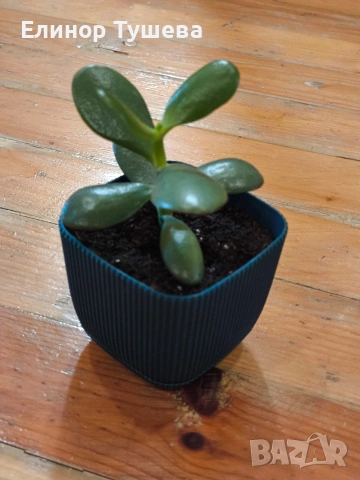 дърво на живота и гастерия 