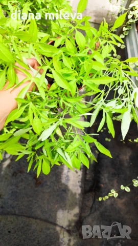 Ипомея Батат, два различни зелени сорта!, снимка 10 - Градински цветя и растения - 51230396