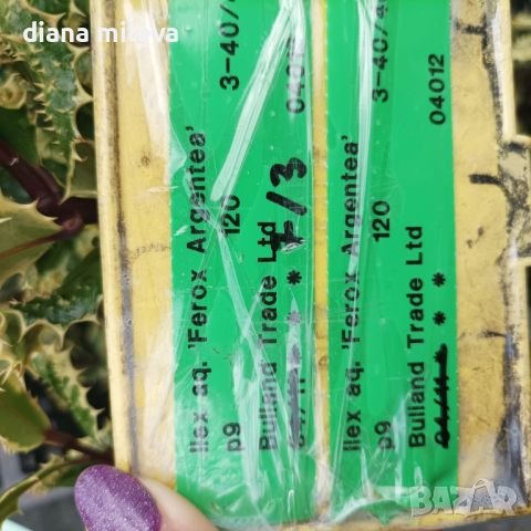 Илекс, Ilex aquifolium 'Ferox Argentea', студоустойчив, многогодишен, снимка 5 - Градински цветя и растения - 45570070