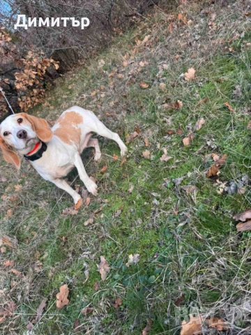 Бигъл - женски, снимка 3 - Бигъл - 52735867