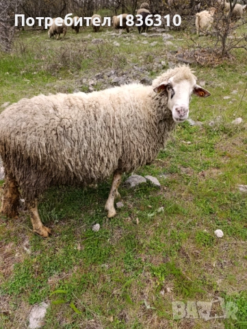 Овца, снимка 6 - Овце - 54204340