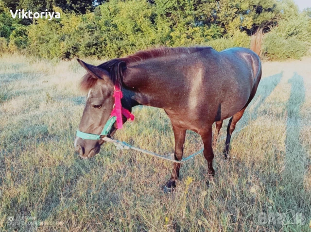 Селскостопански животни, кончета, снимка 17 - Коне - 50977814