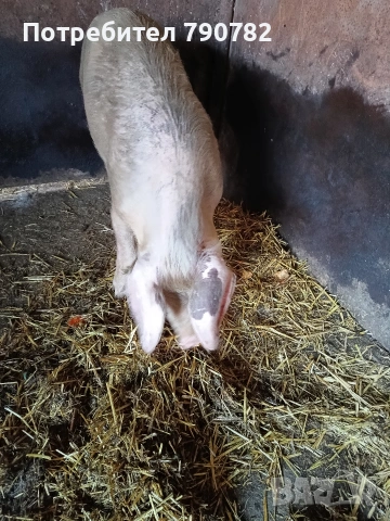 Мъжко прасе НЕ СКУПЕНО., снимка 2 - Прасета - 53854421