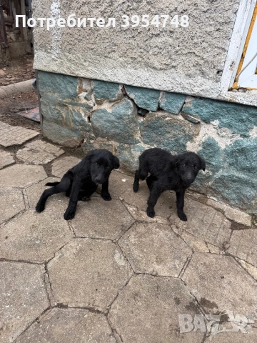 Подарявам женски кученца , снимка 4 - Други - 53046238