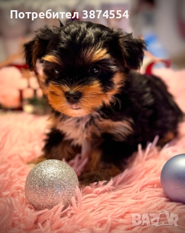 Йоркширски териер-Бивер момче, снимка 2 - Йоркширски териер - 52920077