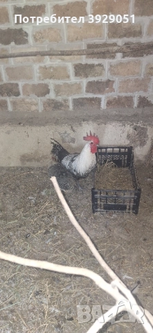 Продавам ярки и Петли Сребърен Бракел, снимка 4 - Кокошки и пуйки - 51632019