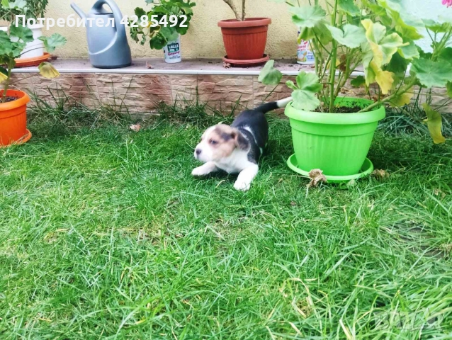 Куче порода Бигъл, Чистокръвни бигълчета , снимка 11 - Бигъл - 52429439