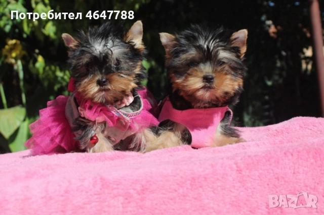 Йоркширски териер , снимка 7 - Йоркширски териер - 52444726