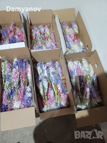 Зюмбюл за 8 март