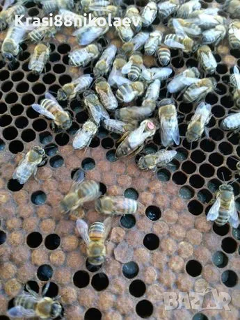 Пчелни майки , снимка 2 - За пчели - 50136669