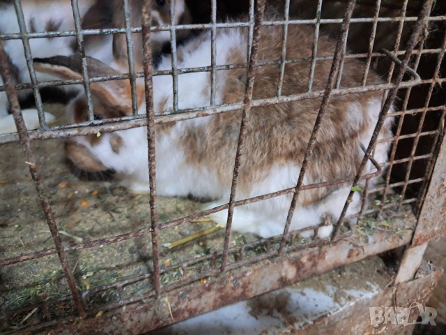 Продавам мъжки зайци